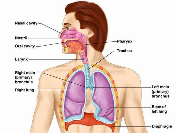 Human Respiratory System